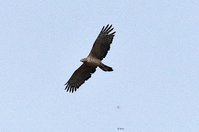 Oriental Honey-buzzard