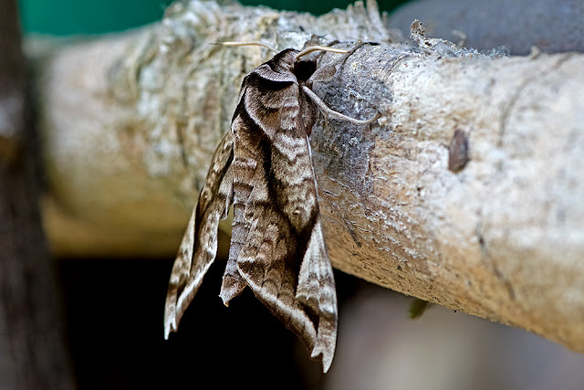 Acosmeryx naga the Naga Hawkmoth