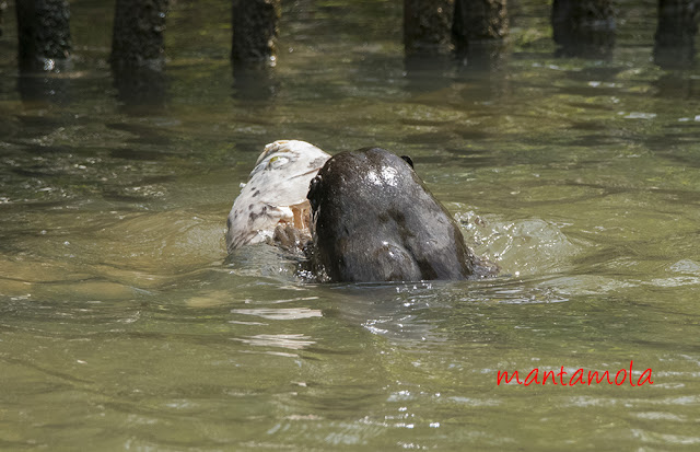 Singapore Otters