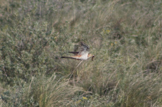 Rufous Female Cuckoo