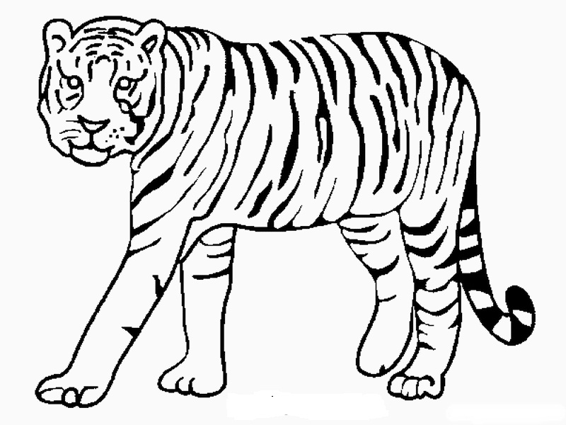 Mewarnai Gambar Harimau Mewarnai Gambar