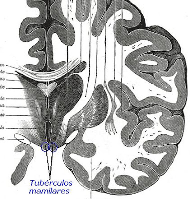 a otras partes del cerebro