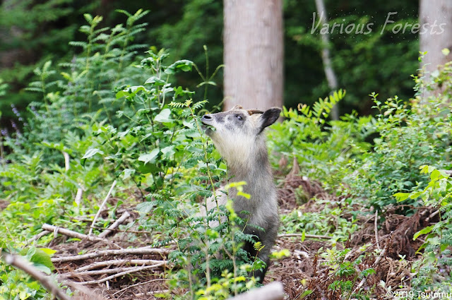 Japanese serow