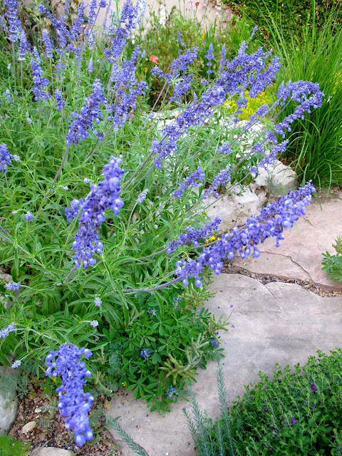 Mealy blue sage Salvia