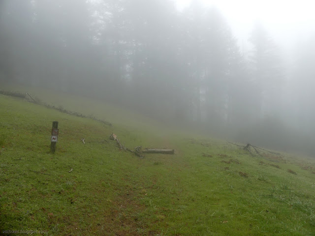 146: foggy trail