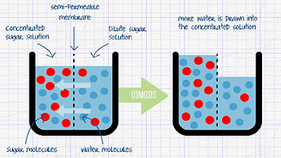 Biology, surrounding us: Journal #5: Diffusion and Osmosis 