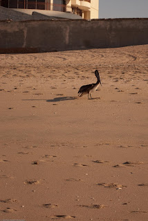 beach, Rocky Point, Mexico, bird