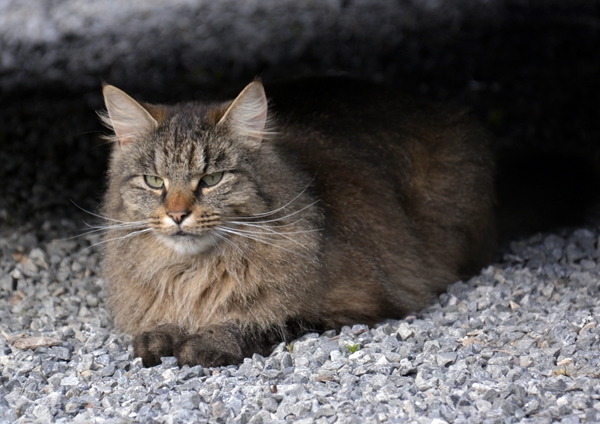 pus katt kattepus pusekatt Oliver Lurven