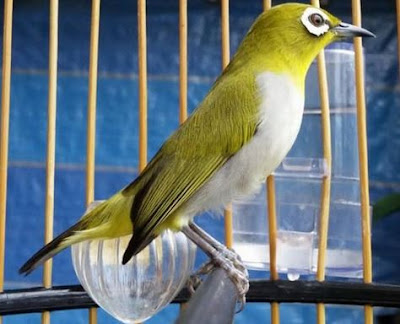 Foto Burung Pleci Juara Kontes Kicau Gacor Harga Terbaru 