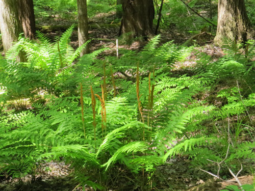 cinnamon fern