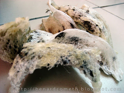 birds nests