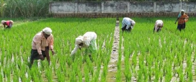प्रदेश सरकार किसानों की आय दोगुनी करने की नीति पर अग्रसर