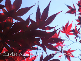 red leaves