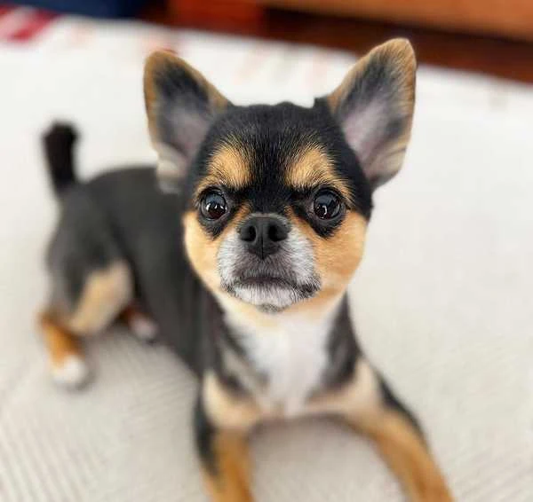 Chihuahua Toy Breed Dog