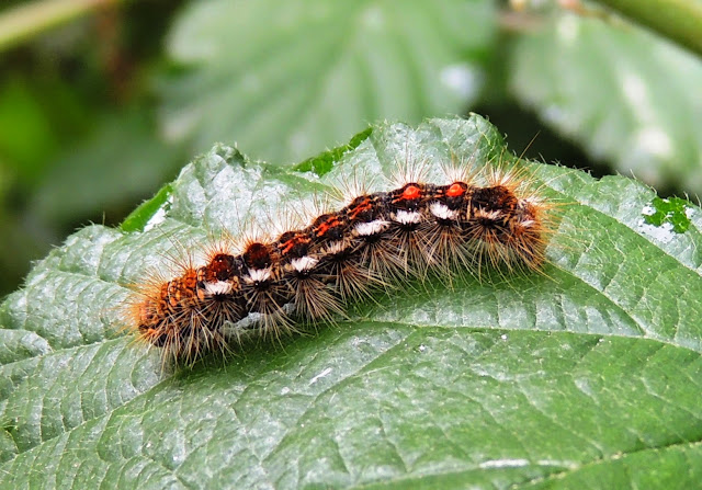 Oruga de Euproctis chrysorrhoea