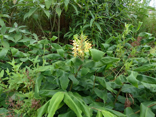 Hedychium gardnerianum - Longose à fleurs jaunes