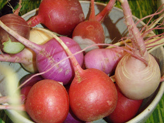 Bowl of mixed radishes