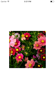 Flower image with blur effect