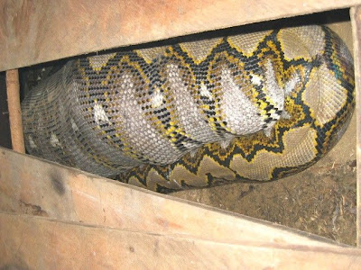 Anaconda Eats man 04 Anaconda Eats man