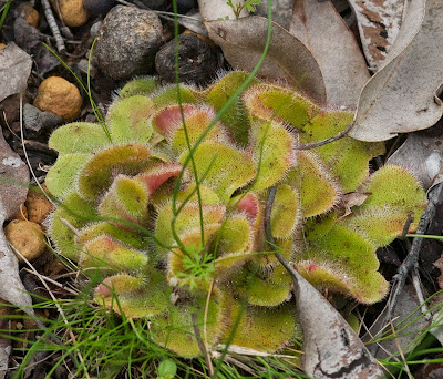 Drosera sp