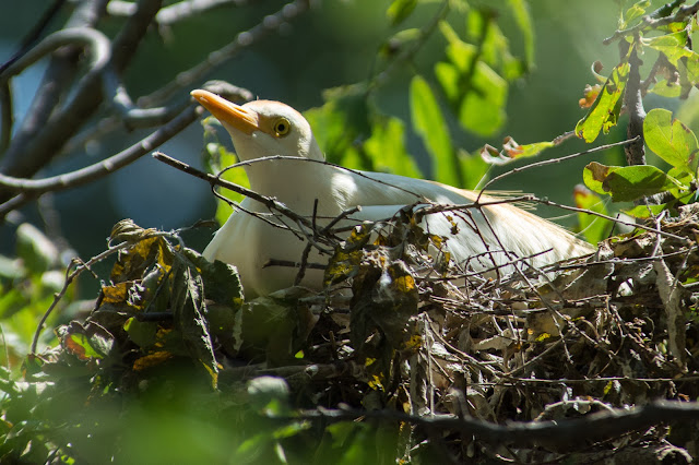 Nesting Cattle Egret, UT Southwestern Medical Center Rookery