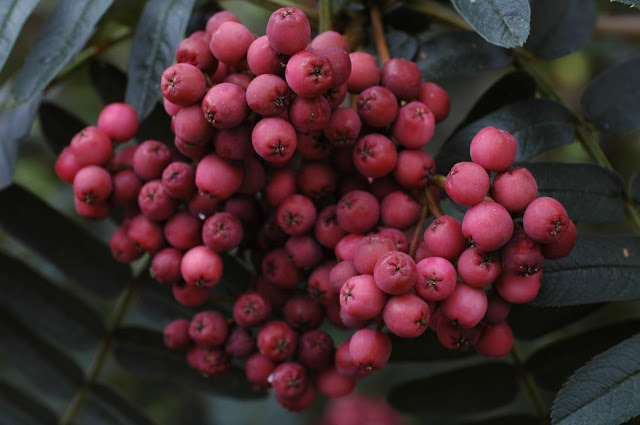 Рябина листочковая (Sorbus foliolosa)