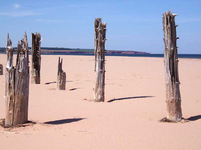 These pilings used to support a fishing pier a lot of years ago.