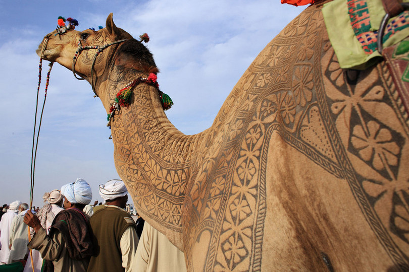 bikaner camel festival, camel festival bikaner, camel festival, camel festival india, camel body art, camel decoration art, camel hair art, art on camel body