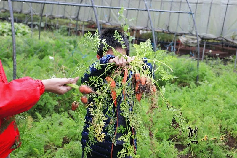 宜蘭頭城農場｜原野樂園-焢窯區-窯烤披薩區-蔬菜園-牛舍~田野體驗