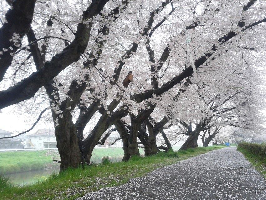 桜の雨