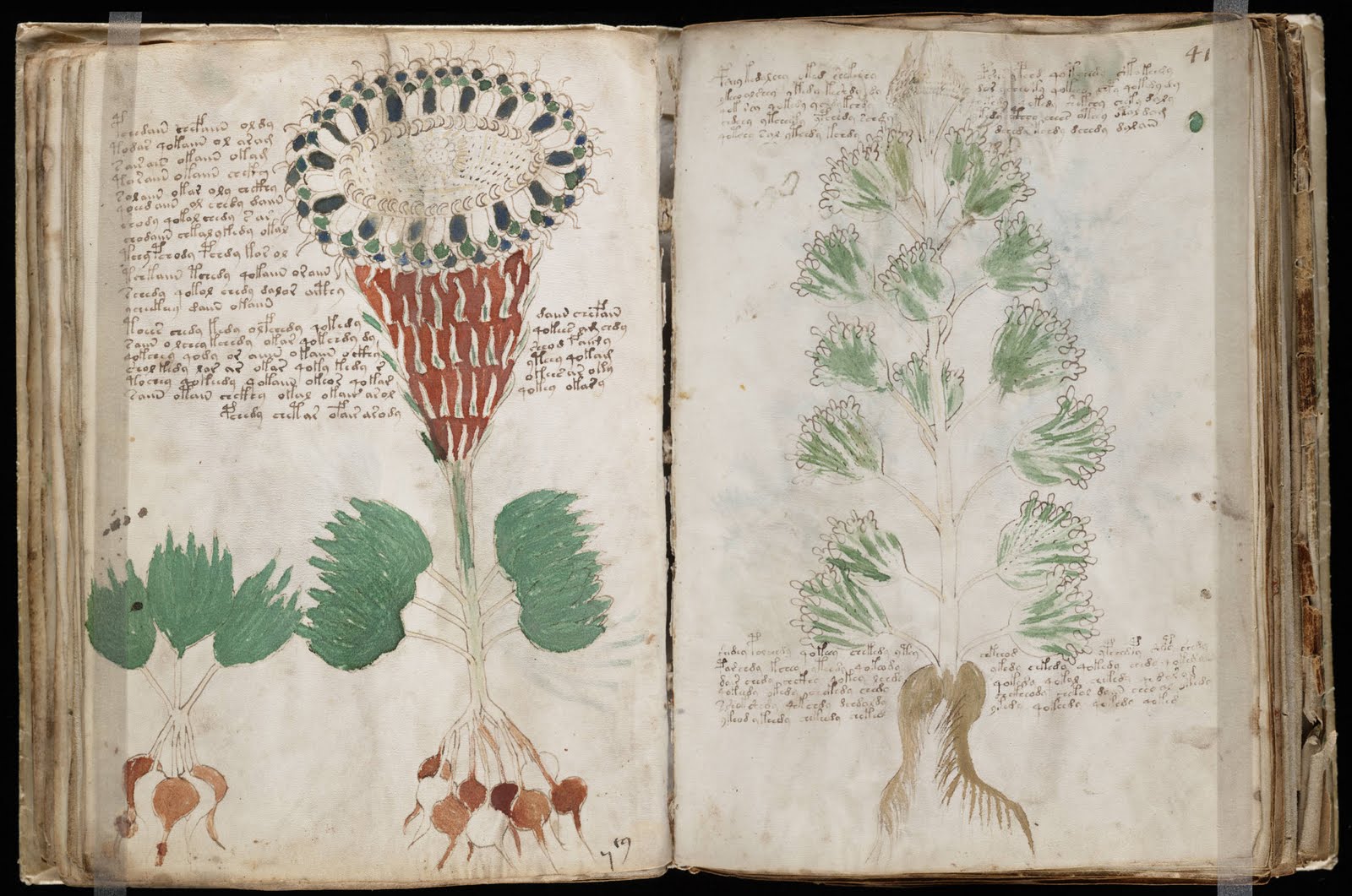 A B I T A Voynich Manuskrip