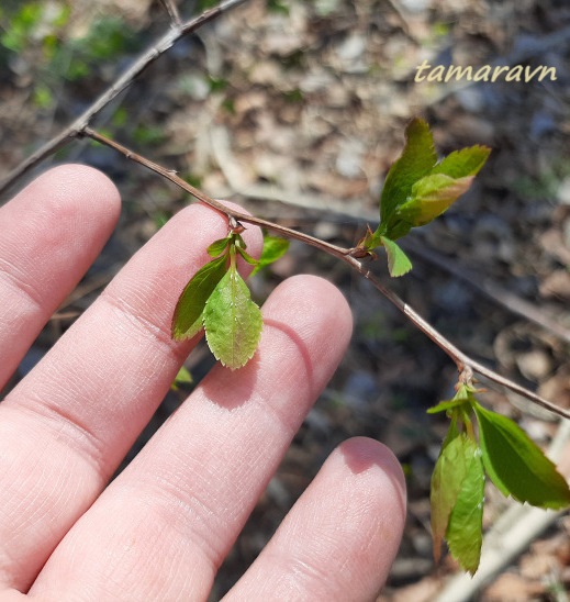 Спирея уссурийская / Таволга уссурийская (Spiraea ussuriensis)