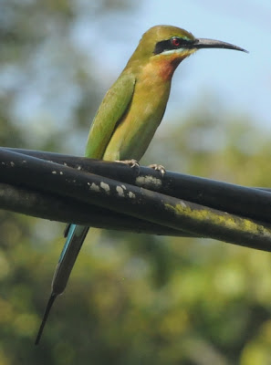 Blue-tailed Bee-eater (Merops philippinus)