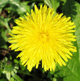 Dandelion flower, Hayes. Taraxacum officinale. 25 March 2011.