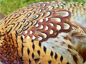 Cock Pheasant plumage