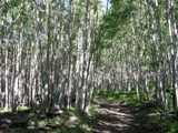 Aspens on Escudilla National Recreation Trail