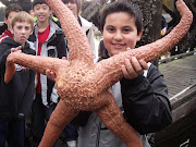 Giant Pink Sea Stars from the Northwest PacificUPDATE! (scott creek ms giant pink star oct )