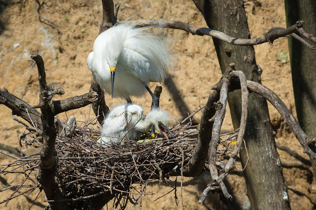 Snowy Egret Adult and Baby, Smith Oaks Sanctuary