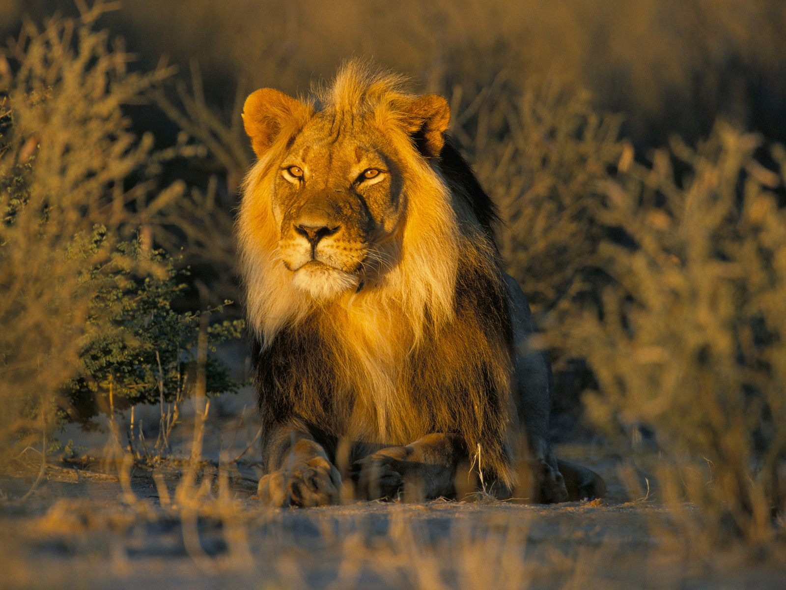 HD Lion Pictures Lions Wallpapers | Animal Photo