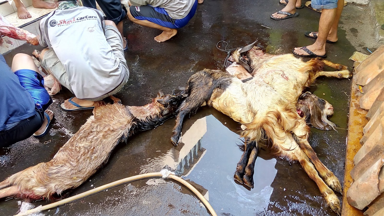  Potong  9 Ekor Kambing Saat  Idul  Adha  2021 Di Musholla 