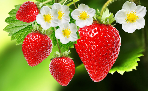 Planting Strawberries