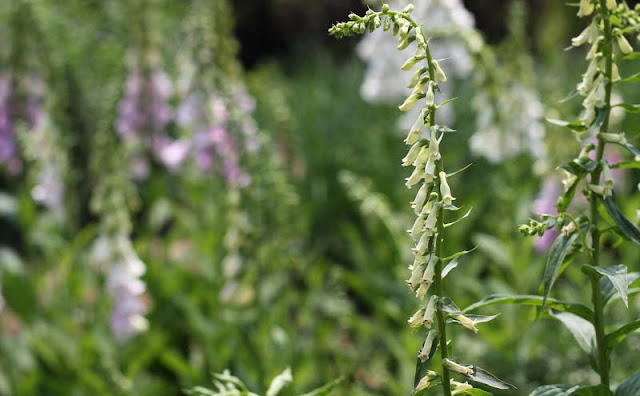 Digitalis Lutea Flowers Pictures