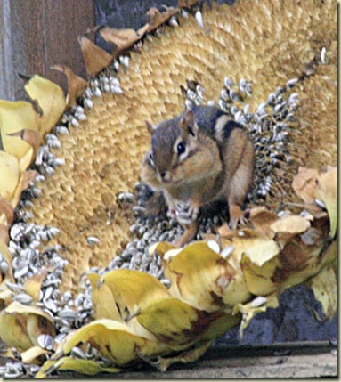 sunflower chipmunk3
