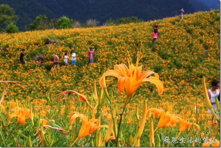 花蓮六十石山金針花2013