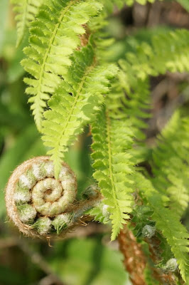 Mantsjefear - Mannetjesvaren - Dryopteris filix-mas