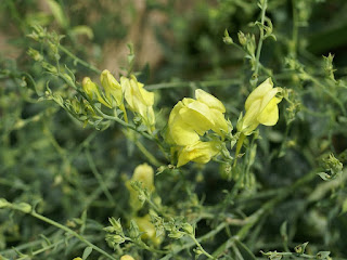 Linaire à feuilles de genêt - Linaria genistifolia 