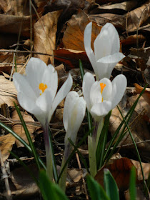 White Crocus spring blooms at Toronto Botanical Garden by garden muses-not another Toronto gardening blog