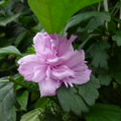 View album