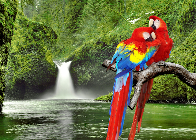 Parrot Couple in Love Hd Wallpapers