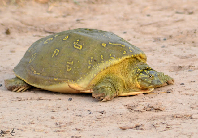  The Indian flapshell turtle (Lissemys punctata) ہندی جھالر دار خول کچھوا